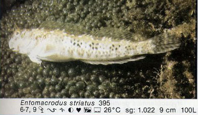 Entomacrodus striatus